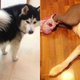 Illustration for article titled Dogs Wearing Pantyhose Is Now a Thing in China